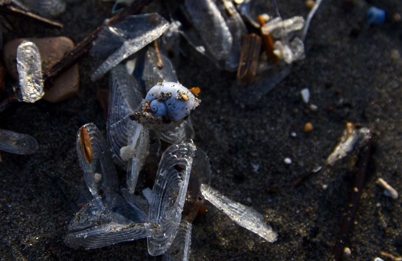 La Janthina, il mollusco pelagico